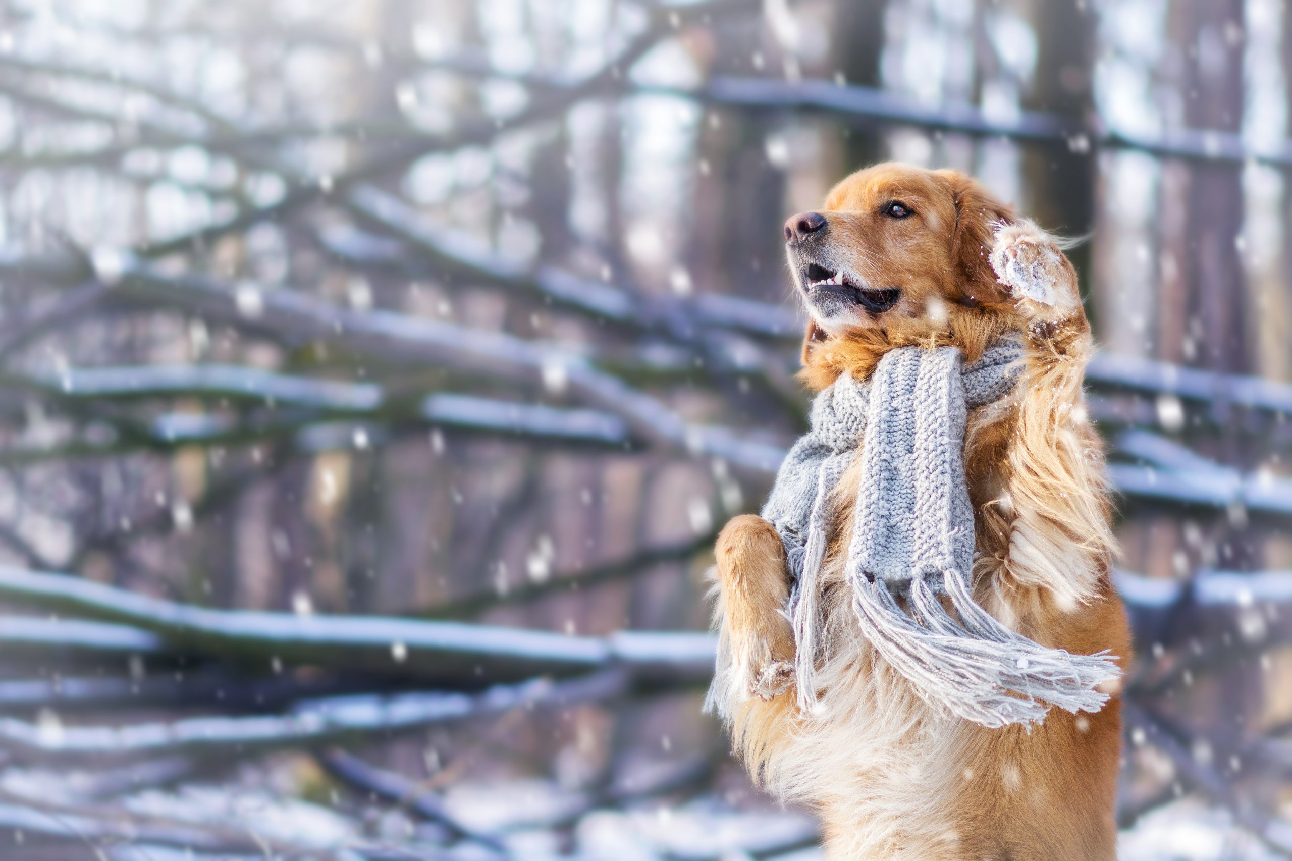 Советы по подготовке собаки к зиме