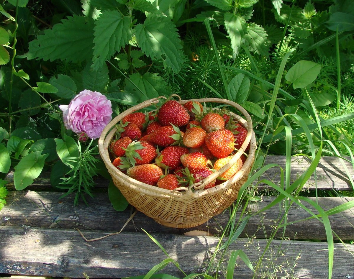 Советы владельцам дачных участков: защита ягодных культур в ранневесенний период