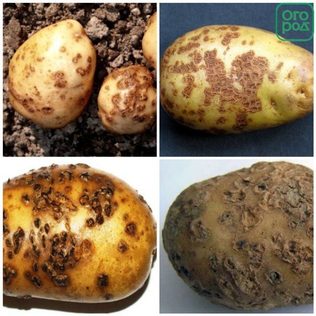 Парша на картофеле: как уберечь урожай?
