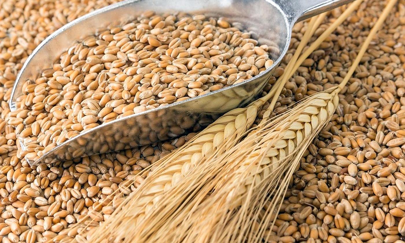 Фитосанитарная обстановка по хлебной жужелице на посевах зерновых колосовых культур в Ростовской области