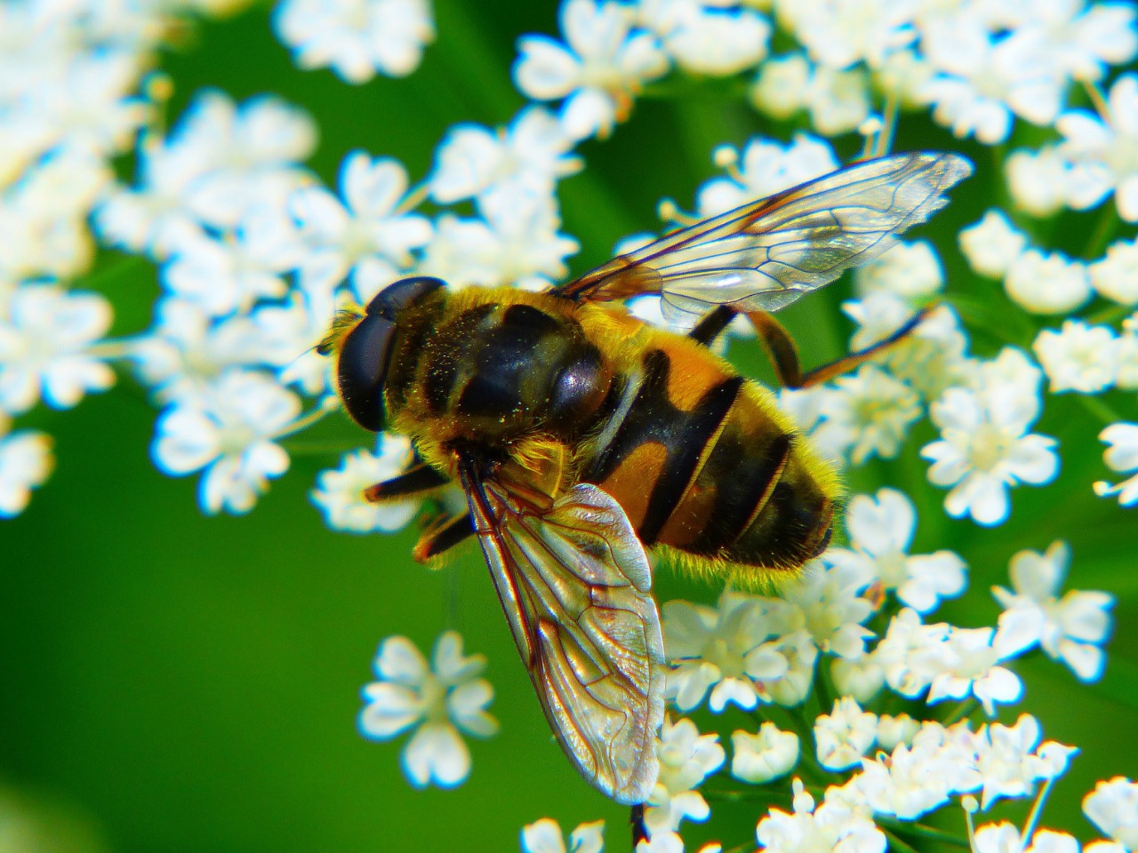 О предотвращении отравления пчел пестицидами и агрохимикатами