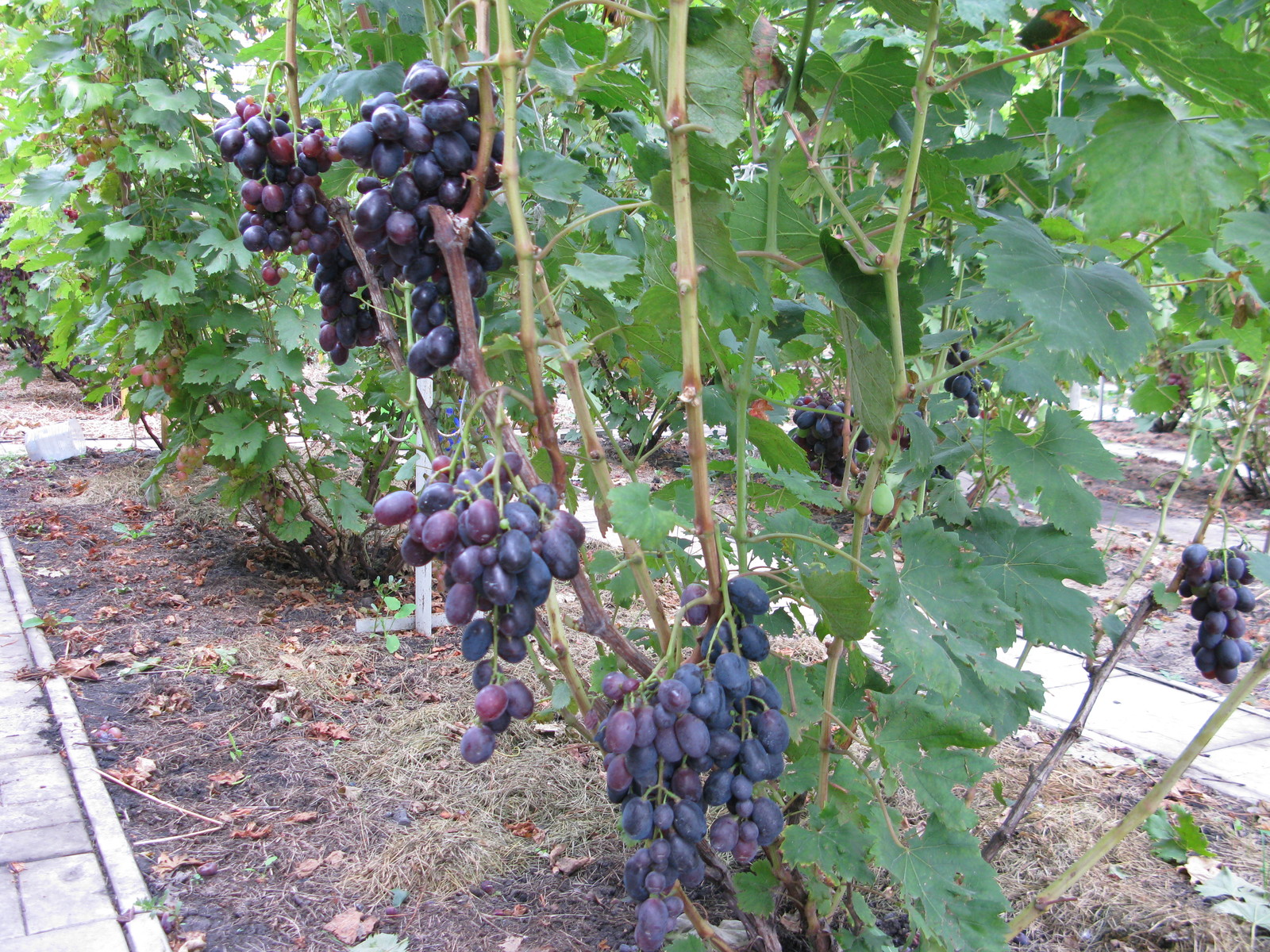 Качество посадочного материала винограда