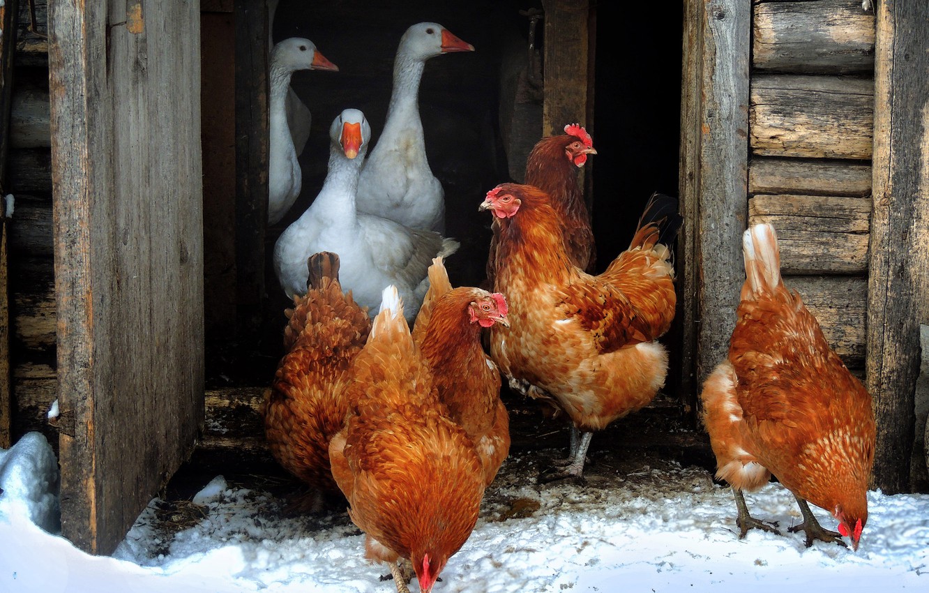 О гриппе птиц, рассказали ветеринарные врачи Ростовского референтного центра Россельхознадзора