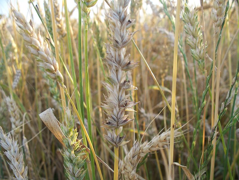 Управление Россельхознадзора информирует о карантинном объекте - индийская головня пшеницы