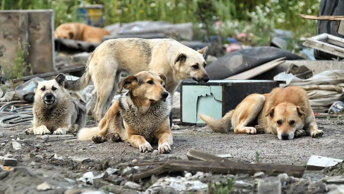 В России продолжают гибнуть дети от нападения безнадзорных псов