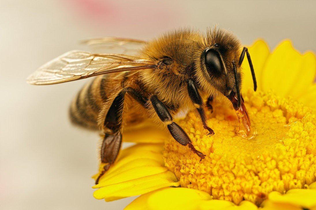 Падевый токсикоз медоносных пчел