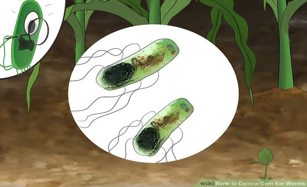 Растение убивающее бактерии