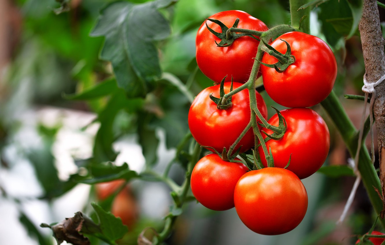 Вредитель овощных культур - красный томатный паутинный клещ