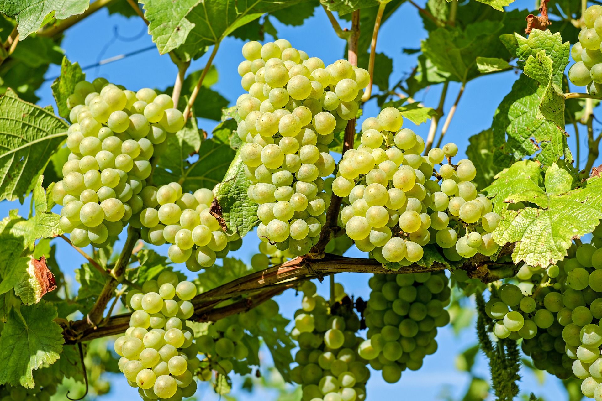 Виноградная филлоксера - один из самых опасных вредителей виноградной лозы