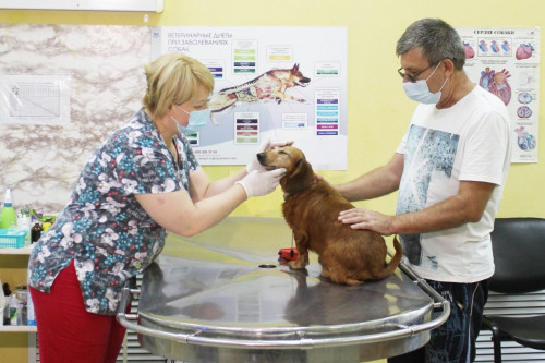 На Дону акцию по льготной стерилизации собак и кошек продлили еще на год
