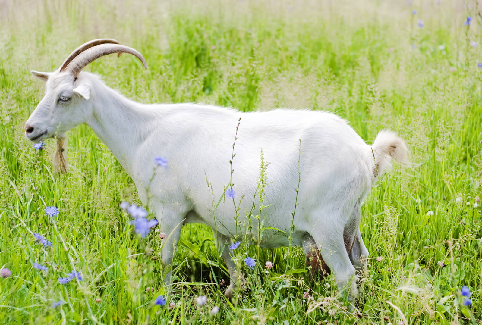 Разработаны новые ветеринарные правила по артриту-энцефалиту коз (АЭК)
