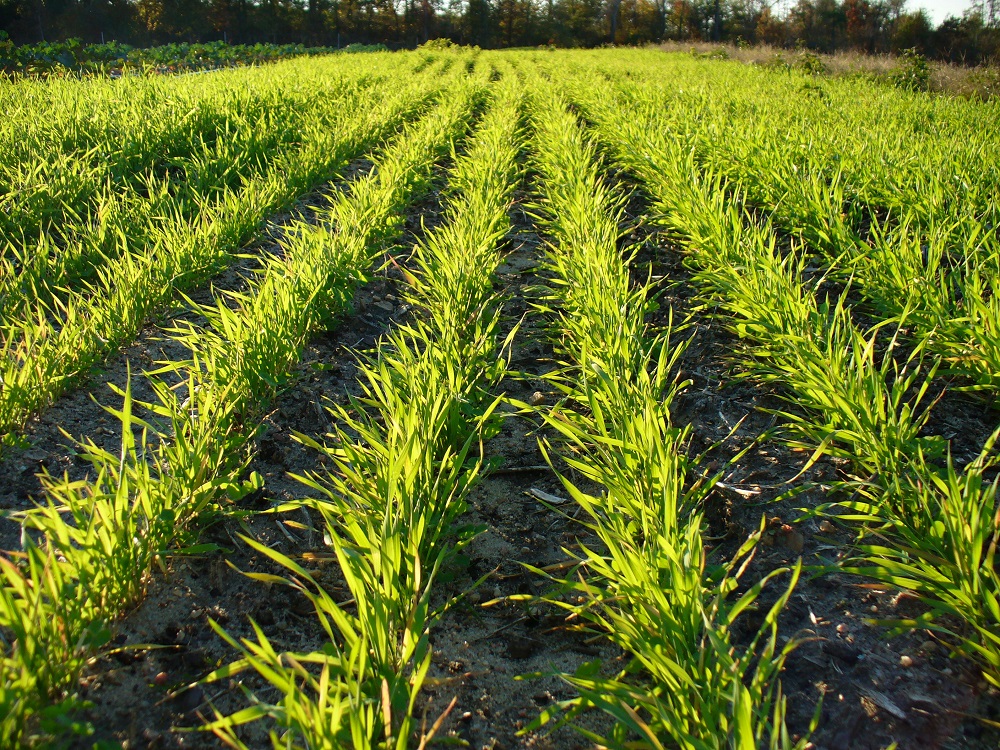 Удобрение озимой пшеницы  основными элементами минерального питания (азот)