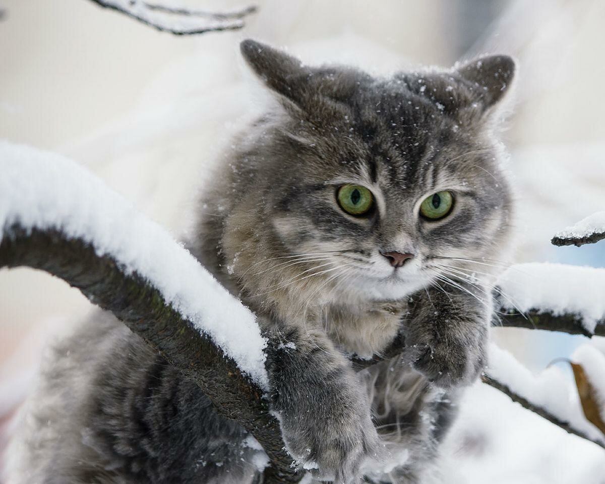 Как уберечь кошек от последствий зимнего времени года