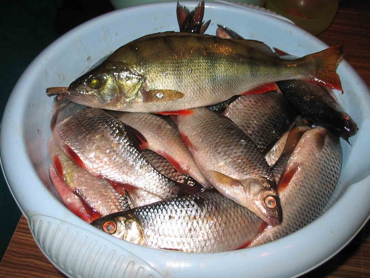 Рыба как источник инфекций и токсикоинфекций человека