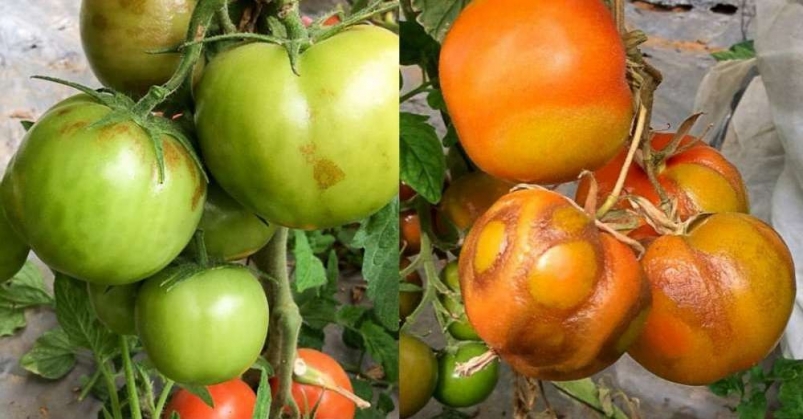 Об обнаружение вируса в томатах, поступивших на территорию Астраханской области