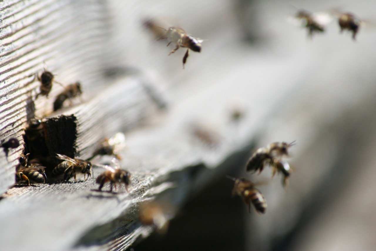 Зимние проблемы в пчелином улье