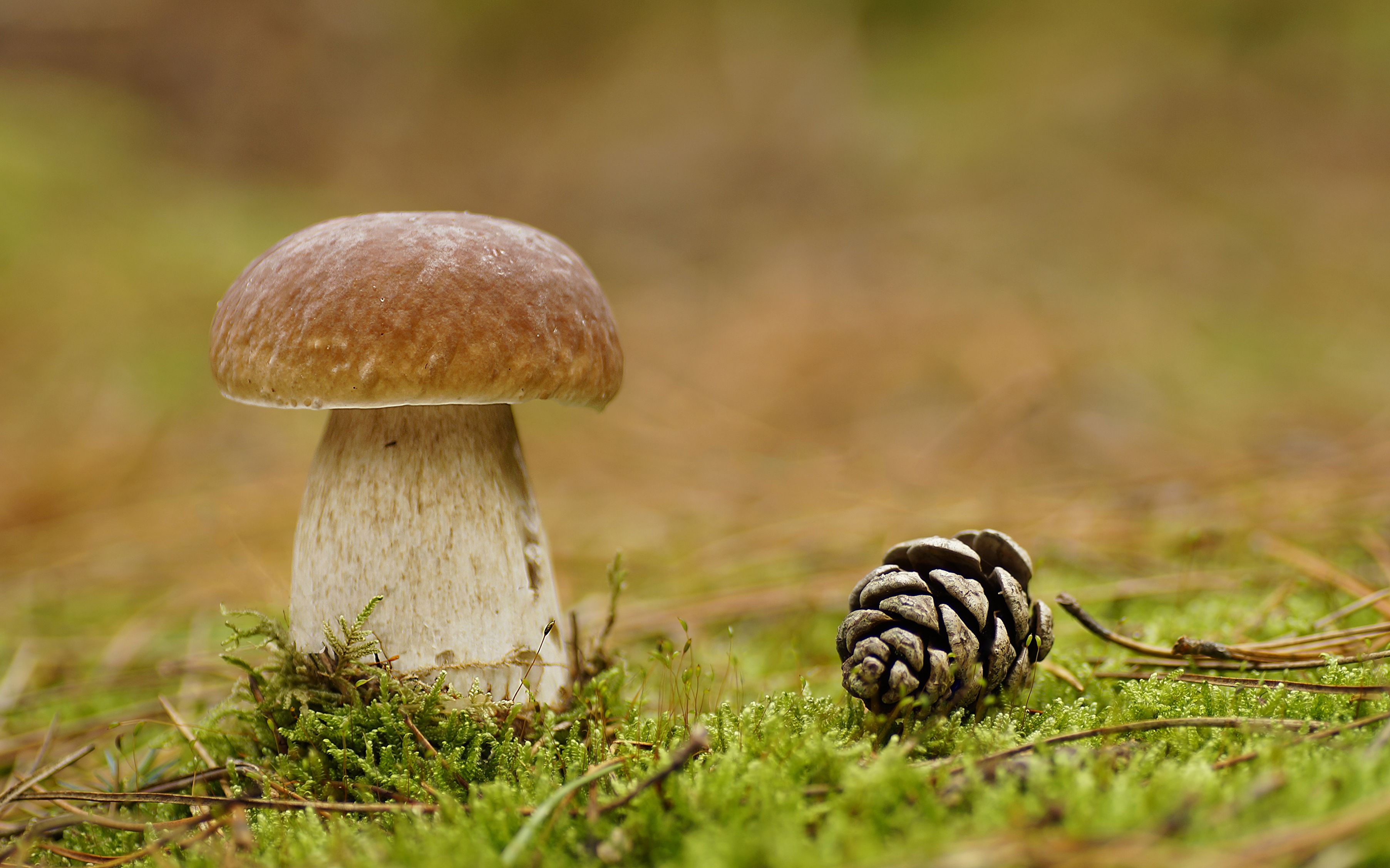 Профилактика пищевых отравлений от употребления дикорастущих грибов