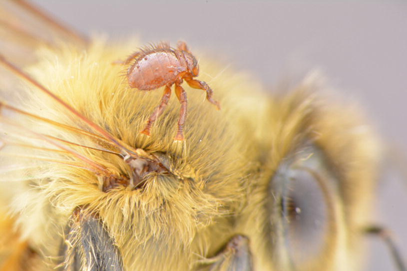 Как выглядит клещ на пчеле фото