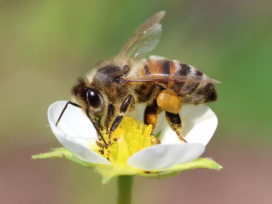Варроатоз - болезнь современного пчеловодства