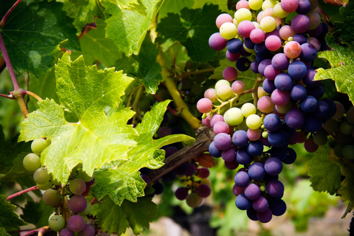 Коллоидная сера – лучшая защита винограда