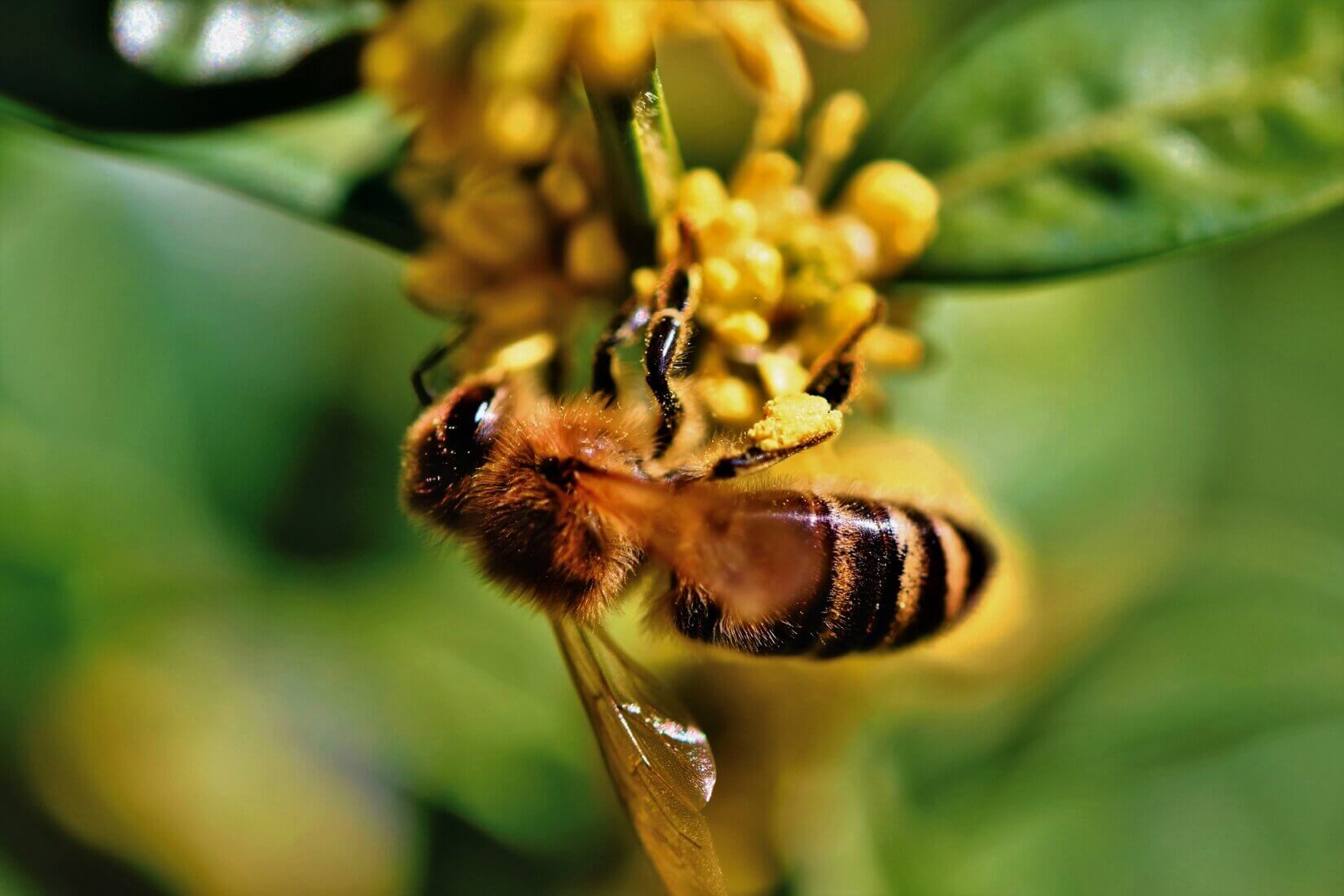 Осторожно! Аспергиллёз медоносных пчёл