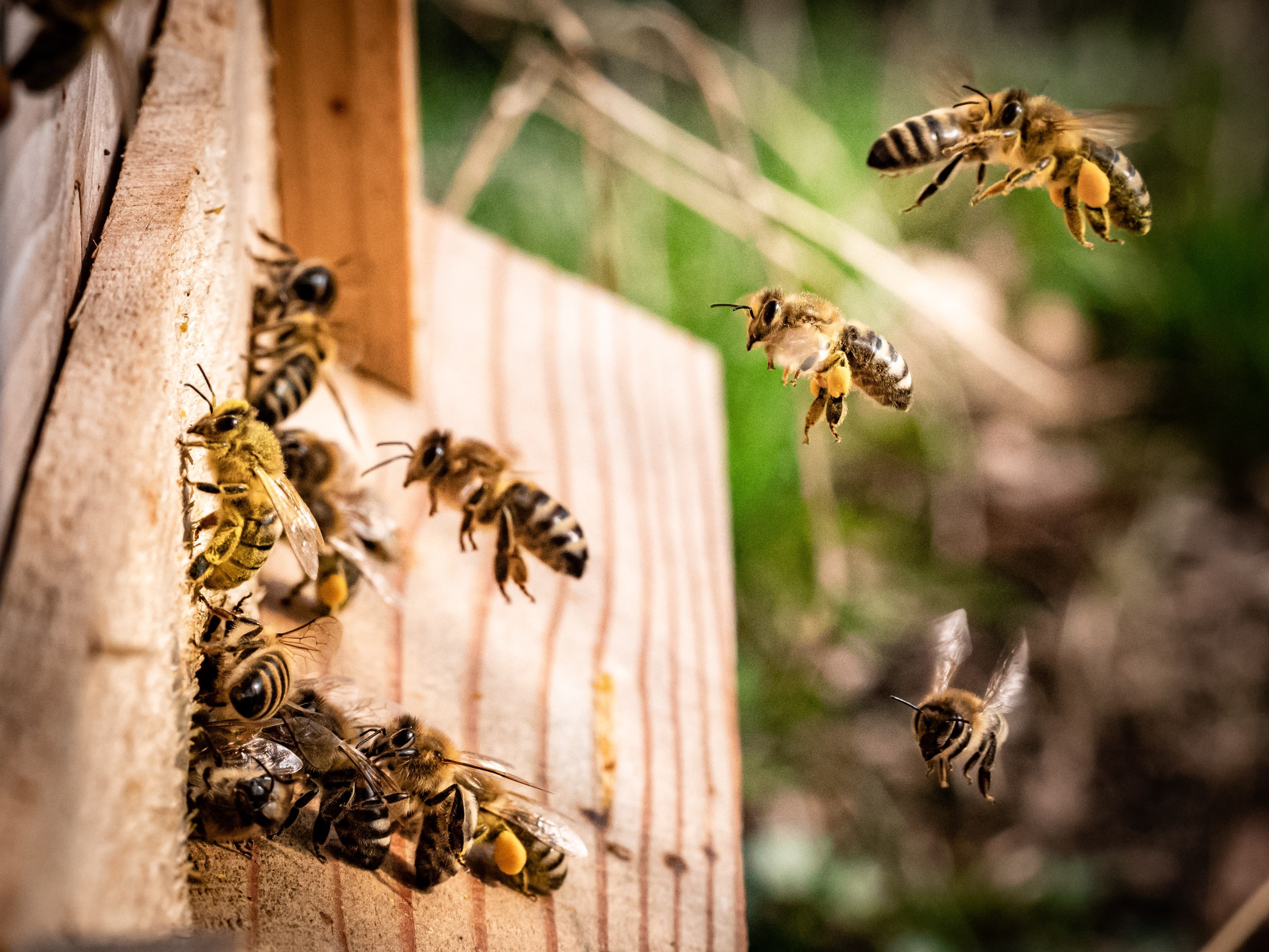 О выявлении случаев поражения пчелосемей клещами варроа