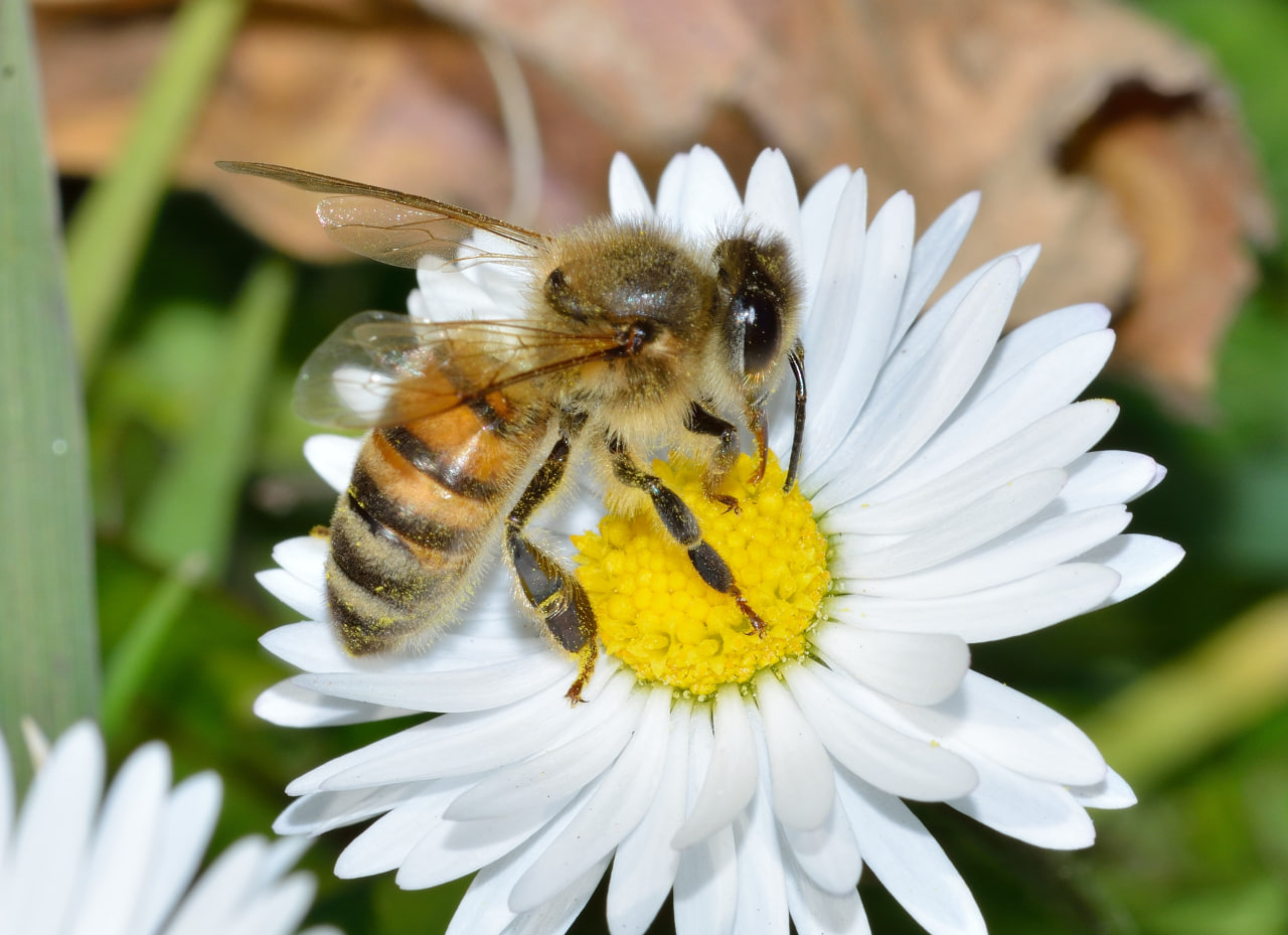 Закон в защиту пчёл: что изменится в 2024 году