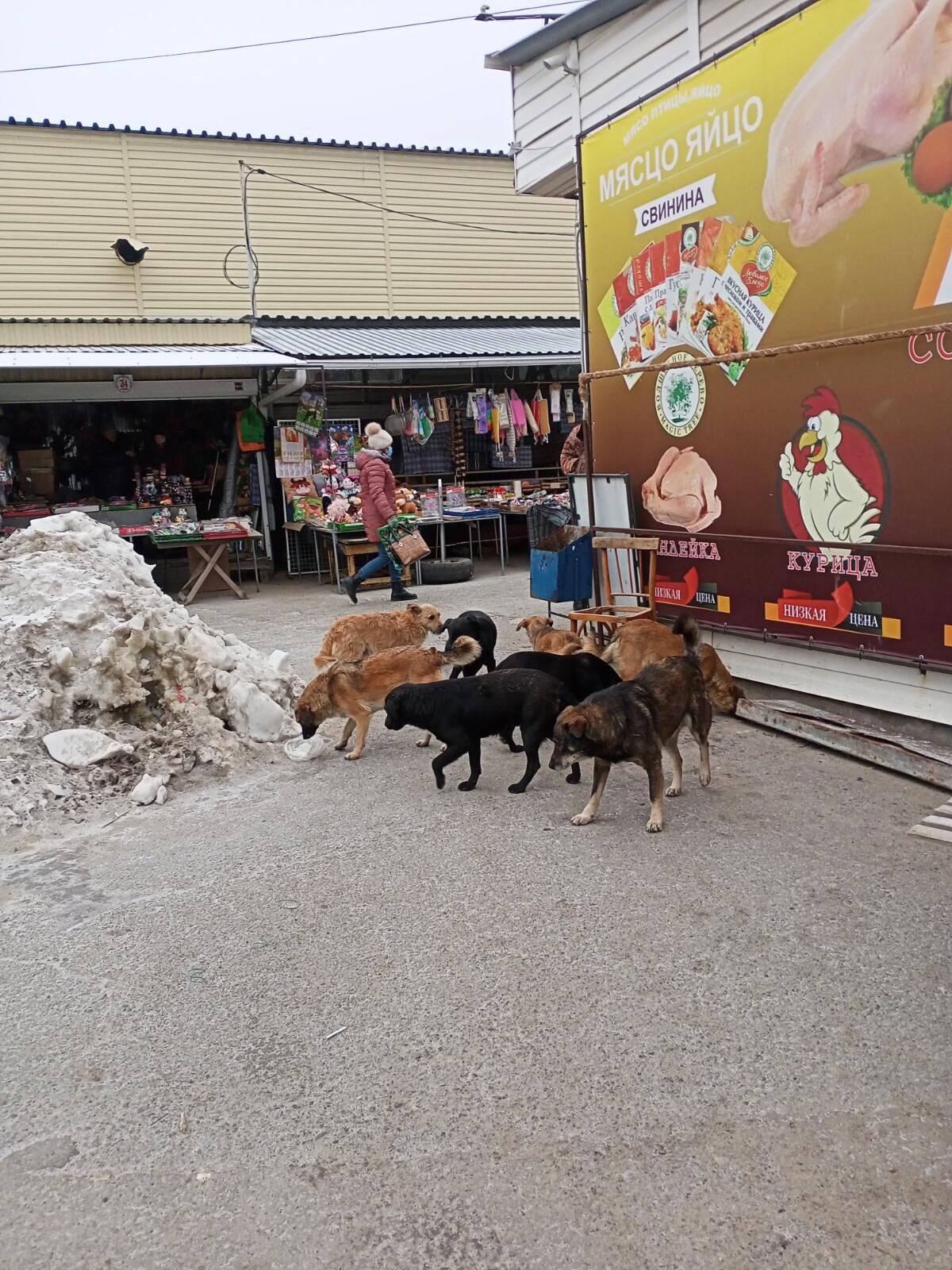 Бездомные собаки «атаковали» Миллерово