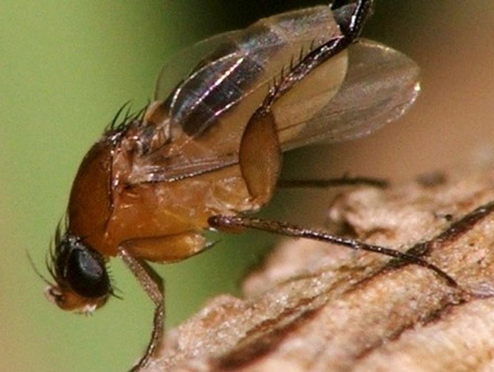 Карантинный вредитель – Многоядная муха-горбатка