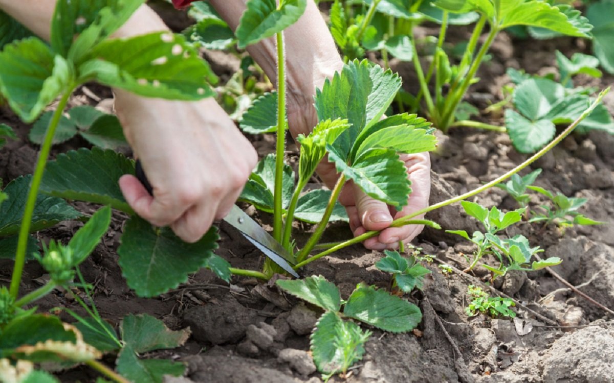 Советы владельцам садовых и дачных хозяйств: как ухаживать за клубникой после сбора урожая