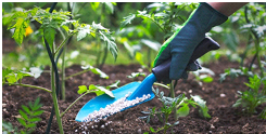 Советы владельцам приусадебных и дачных хозяйств:  подкормки овощных культур в июле