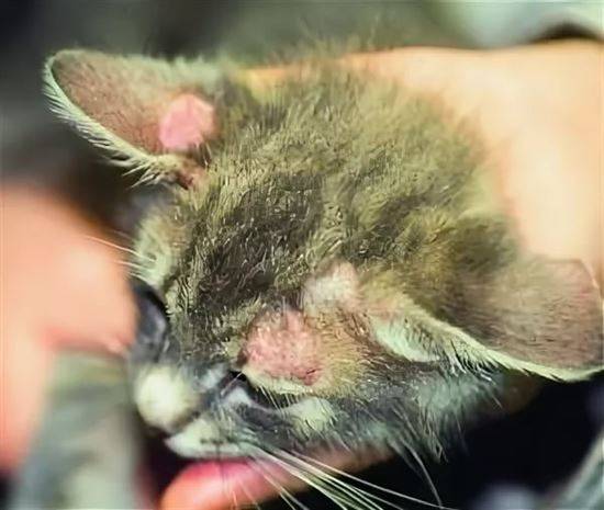 Болезнь, которая передается от кошек человеку - дерматомикоз