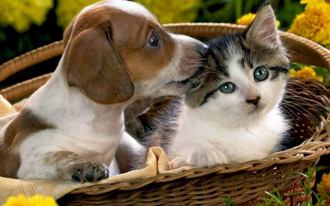 30 апреля на Дону пройдет день льготной стерилизации собак и кошек