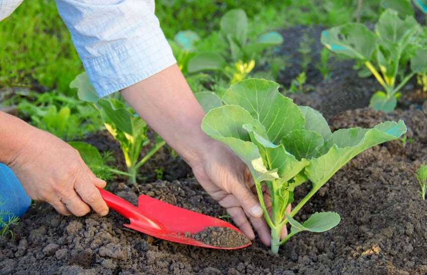 Советы владельцам дачных хозяйств: высадка рассады овощных культур в открытый грунт